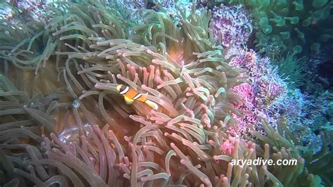 Amphiprion Polymnus Saddleback Clownfish Saddleback