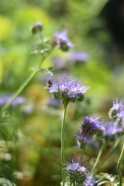 Tansy Phacelia Phacelia Tanacetifolia Stock Photo Image Of