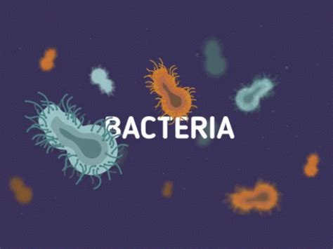 Bacteria GIF - Bacteria GetRidOfBacteria - Discover & Share GIFs | Medical drawings, Biology ...