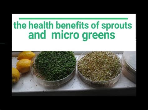 The Health Benefits Of Sprouts And Micro Greens Youtube