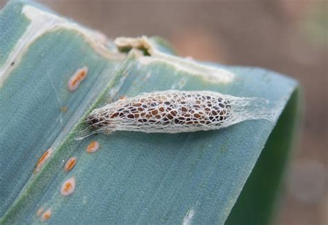 Plot 7 Marsh Lane Our Allotment Hmmm Leek Moth And Lifecycles