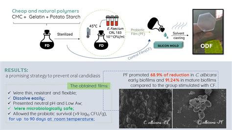 Orodispersible Film Loaded With Enterococcus Faecium Crl183 Presents Anti Candida Albicans