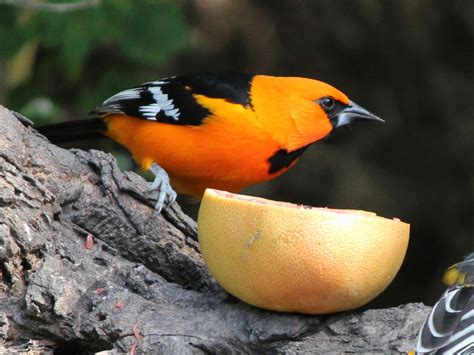 Altamira Oriole | BirdNote