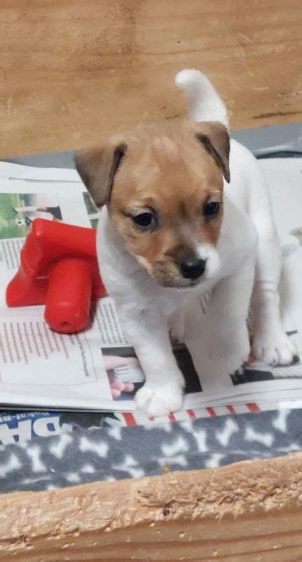 S Sser Parson Russell Terrier Welpe H Ndin Ab Abzugeben In