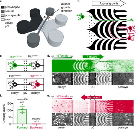 Synapses Do Not Facilitate Prion Like Transfer Of Alpha Synuclein A