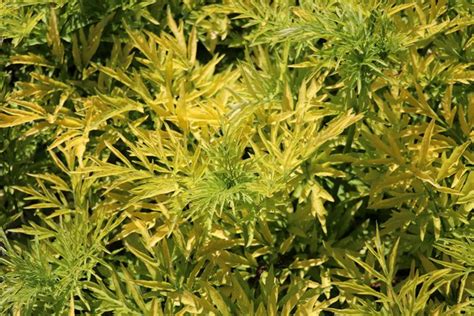 Sambucus Nigra Golden Tower Lubera De