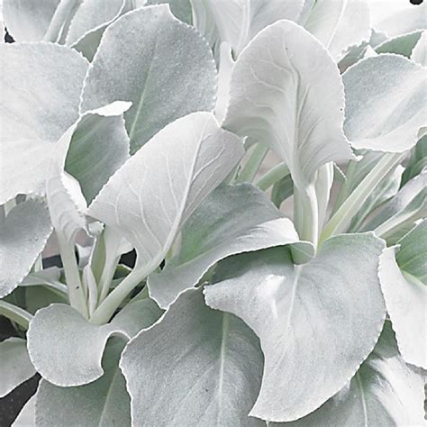 Senecio Candicans Angel Wings S Ne On Blanc A Les D Ange