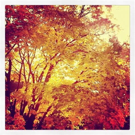 Window view | Window view, Autumn leaves, Painting