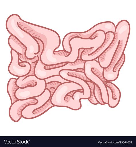 Cartoon Human Small Intestine Anatomical Organ Vector Image