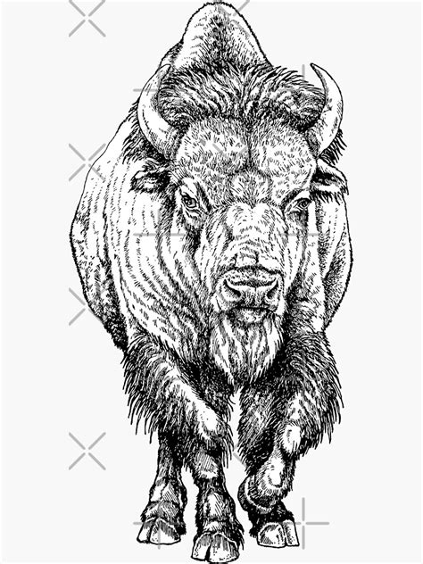 American Bison Sticker For Sale By Samchandra Redbubble