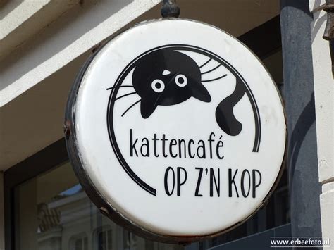 Kattencafé Op Zn Kop Erbee Fotografie