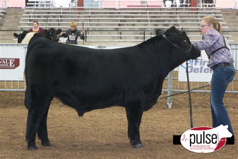 World Beef Expo | Simmental Bulls | The Pulse