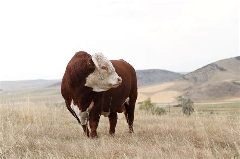 Hereford Cattle | Hereford | Cooper Hereford Ranch