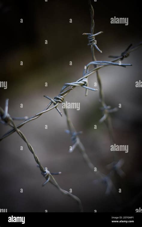 barbed wire fence detail  shallow depth  field stock photo alamy