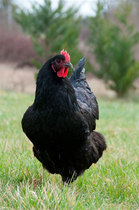 Jersey Giants Breed Is The Gentle Giant Of The Chicken World Atelier Yuwaciaojp