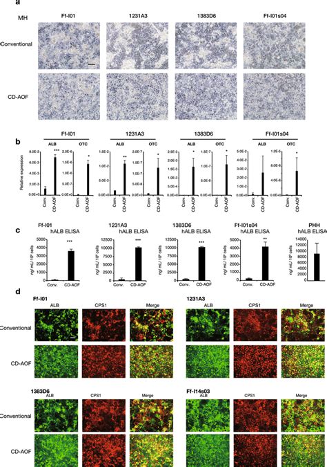 Generation Of Mature Hepatocytes Using Defined Medium Step III A