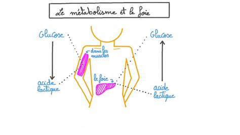 Vidéo de la leçon Le métabolisme et le foie Nagwa