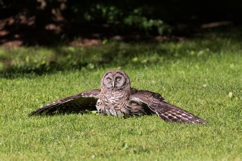 Juvenile Barred Owl Stock Photo Image Of Wildlife Clean 90963788