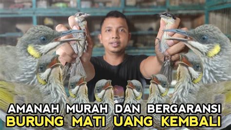 SEMURAH INI BURUNG GACORAN CUMA 100 RIBU DI KIOS LANGGENG JAYA PASAR