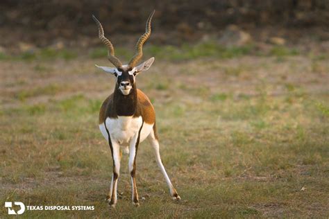 Exotic Hunting Animals For Sale In Texas