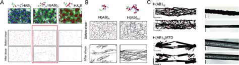 Coarse Grained Molecular Dynamics Simulation For Investigation Of The