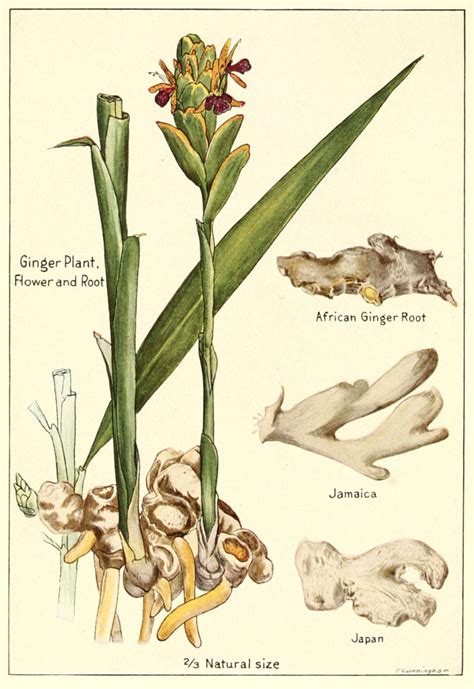 Zingiber Officinale Natural Ingredient Resource Center