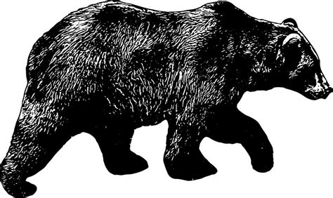 Bear Outline Vector Images (over 31,000)