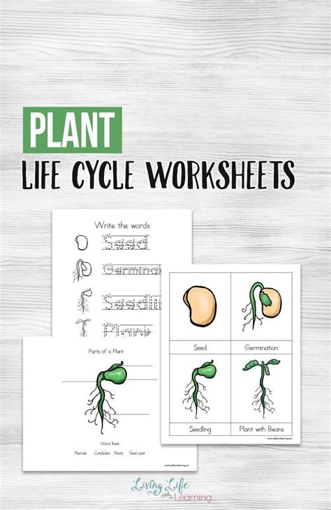 Life Cycle Of A Plant Worksheet 2nd Grade