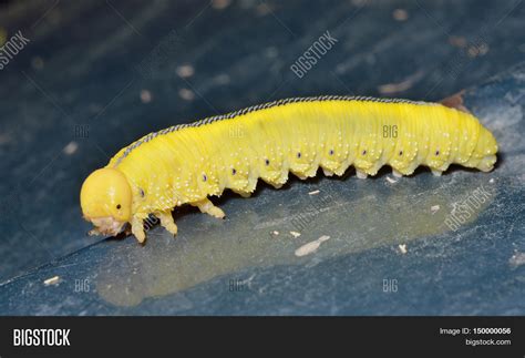 Close Yellow Larva Image & Photo (Free Trial) | Bigstock