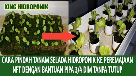 Cara Pindah Tanam Selada Hidroponik Ke Peremajaan Nft Dengan Pipa