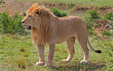 Full Body Of A Handsome Male Lion Standing Stock Photo - Download Image ...