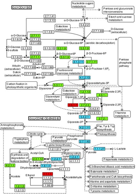 Metabolic Pathway Coverage Glycolysisgluconeogenesis Open I