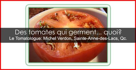 Graines Qui Germent Dans Une Tomate Explication