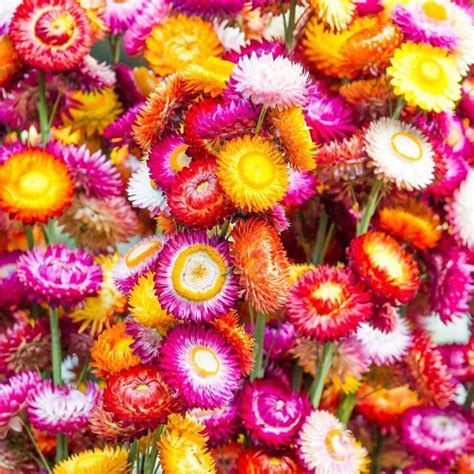 Everlasting Paper Daisy Strawflower Dwarf Tom Thumb Mix Seeds Dandh