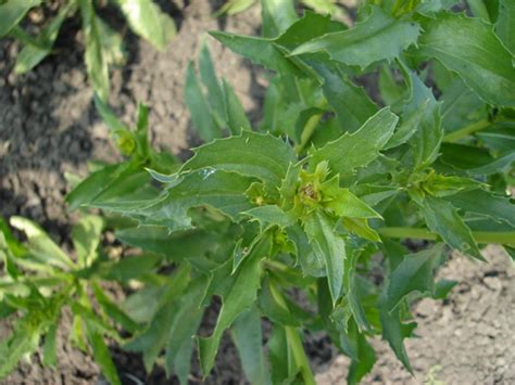 Safflower Facts, Health Benefits and Nutritional Value