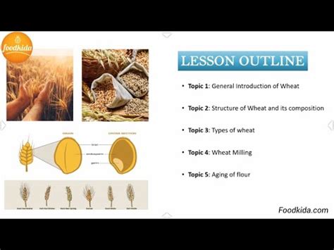 Wheat Milling Wheat Grain To Flour Process Explained Food