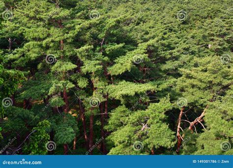 Cen Rio Norte Coreano Floresta Coreana Vermelha Do Pinho Foto De Stock