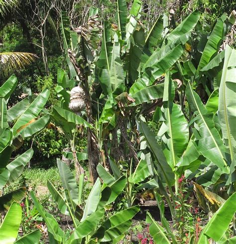 Fact sheet - Tonga fruit flies (171)