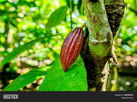 Cocoa Fruit On Tree Image & Photo (Free Trial) | Bigstock