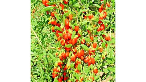 Goji Berry Plants And Seeds For Your Farm