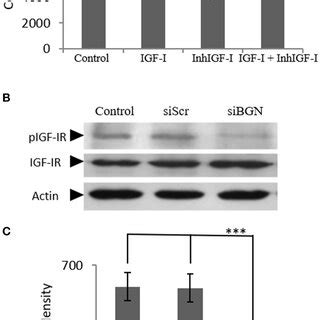 Role Of IGF IR On IGF I Dependent MG63 Cell Proliferation Effect Of