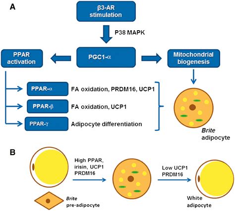 Browning Of White Adipose Tissue Lessons From Experimental Models