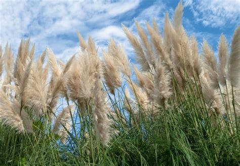 14 Amazing Summer-Flowering Grasses You Can't Pass Up