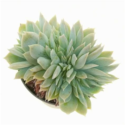 Sedum Suaveolens F Crestata 6 5 Cm Crassulaceae Giromagi Vendita