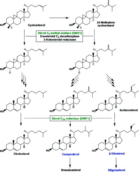 Outline Of Sterol Biosynthesis With An Emphasis On The Reactions Download Scientific Diagram