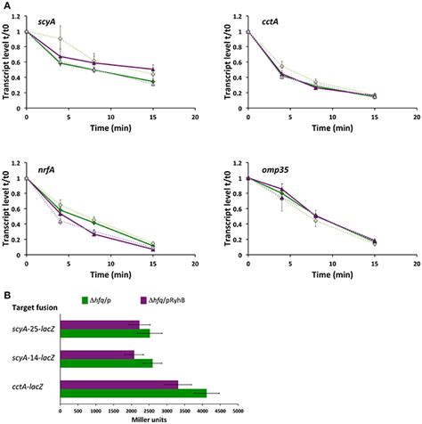 Frontiers The Small Rna Ryhb Is A Regulator Of Cytochrome Expression