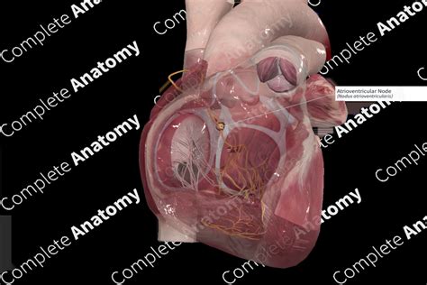 Atrioventricular Node Complete Anatomy