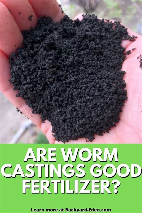 We explore whether or not worm castings are a good fertilizer. We'll also give you some facts ...