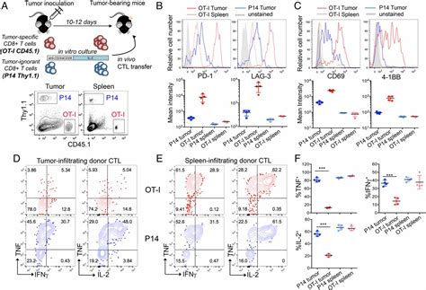 Exhaustion Associated Regulatory Regions In Cd8 Tumor Infiltrating T