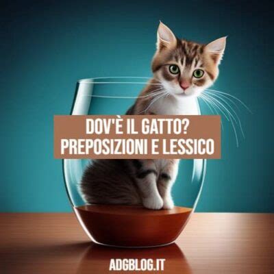 Dovè il gatto Preposizioni e lessico Adgblog